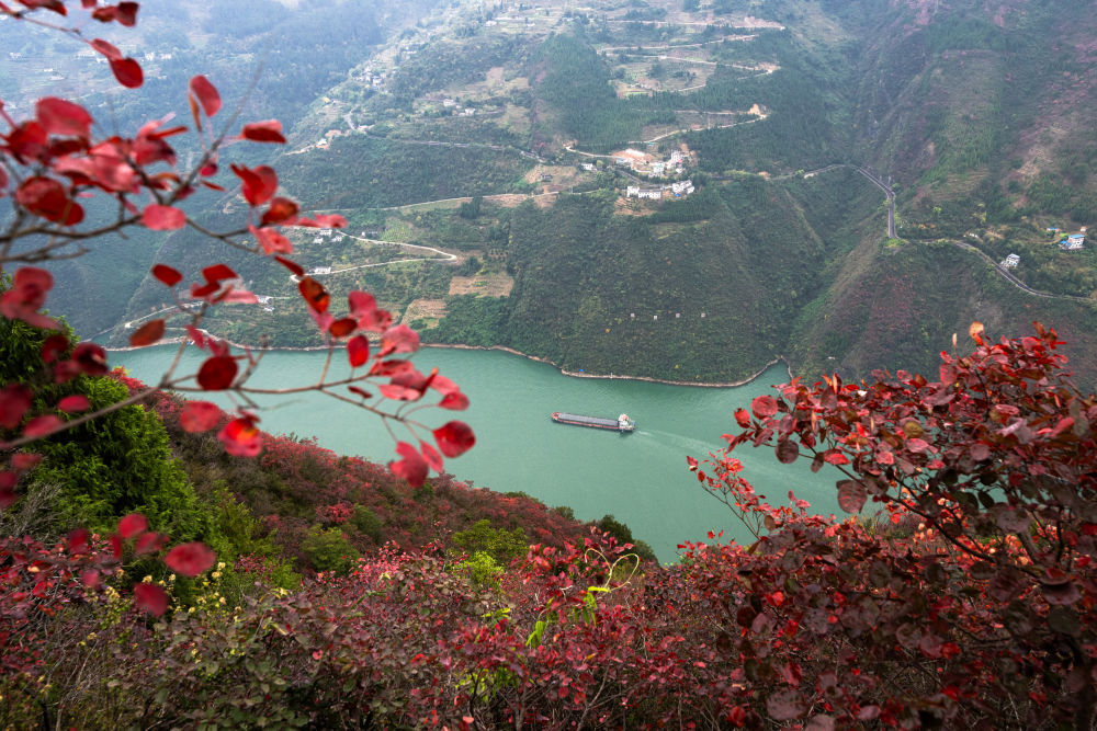 船舶行駛在紅葉掩映下的長(zhǎng)江三峽重慶市巫山縣水域（2023年11月30日攝）。新華社記者 肖藝九 攝