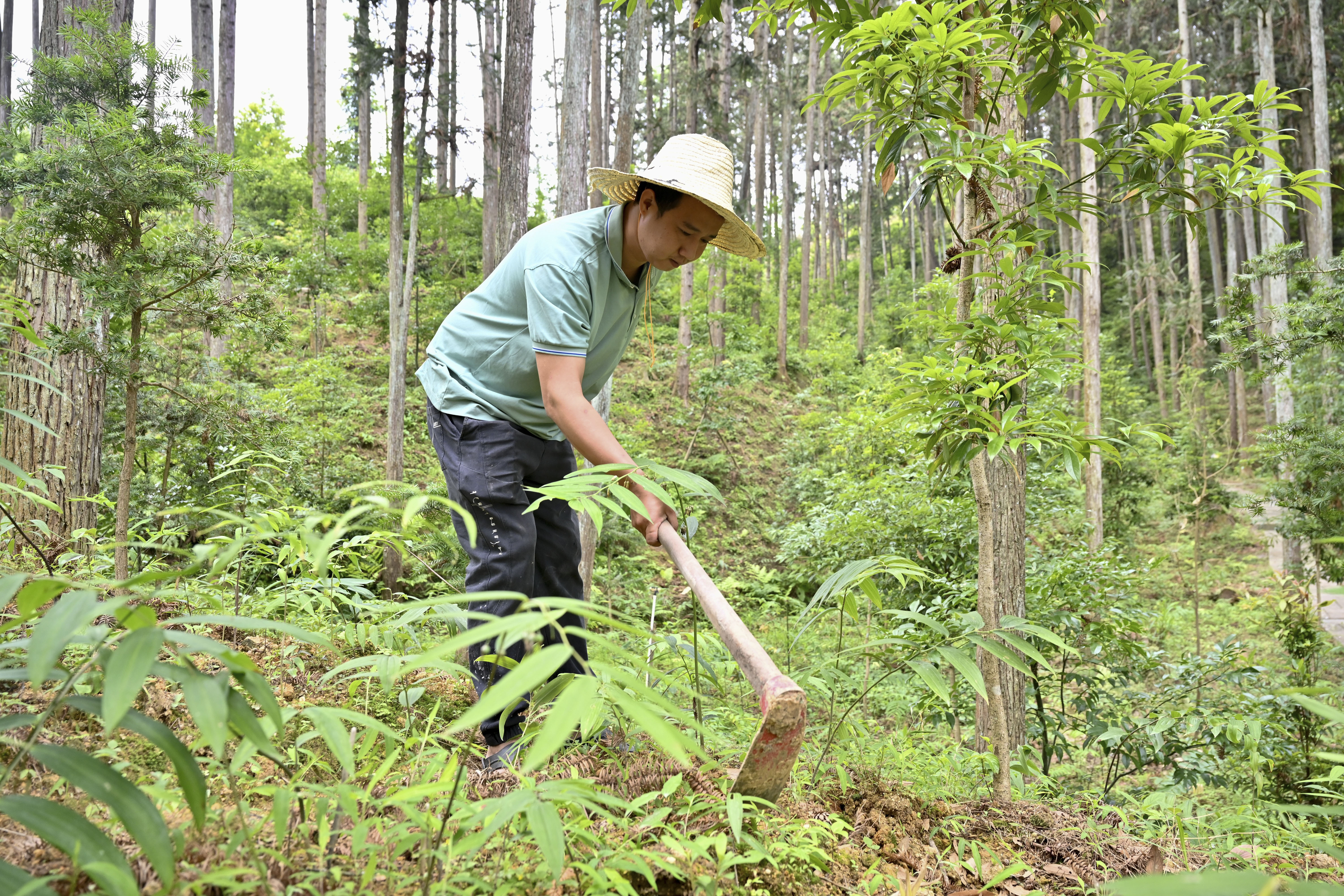 2024年5月9日，福建省三明市馬巖林下經(jīng)濟種植示范基地工人在管理林下種植的多花黃精。